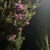 valenciachrisn1